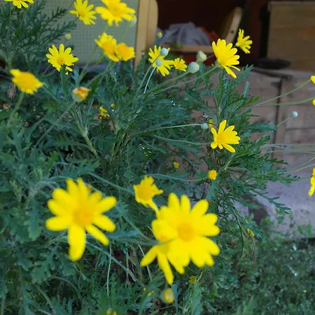 בית הארחה Il Cammino San Vito al Torre