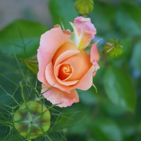 בית הארחה Il Cammino 3*