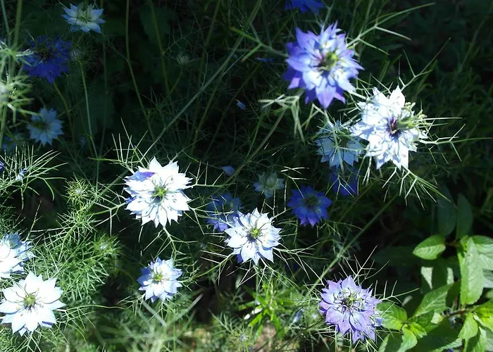 Vendégház Il Cammino 3*