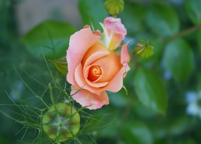 Vendégház Il Cammino 3*